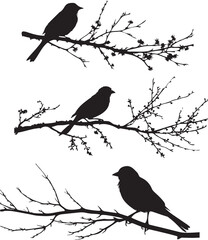 Set of Sparrow bird on branch black silhouette on white background