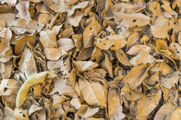 Dried brown leaves, texture of autumn leaves, colorful autumn fallen leaves in forrest.