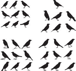 Set of Starling black silhouette on white background 
