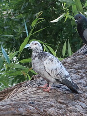 pigeon on the ground