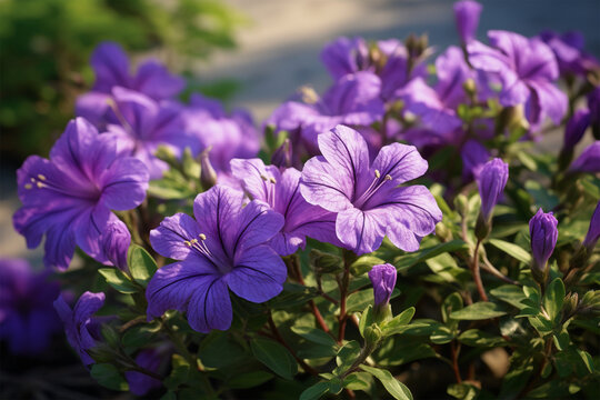 Close-up photo of purple flowers