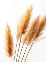 Pampas fluffy grass twigs on a white background