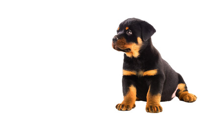 Fototapeta premium Cute Rottweiler puppy, isolated on transparent background.