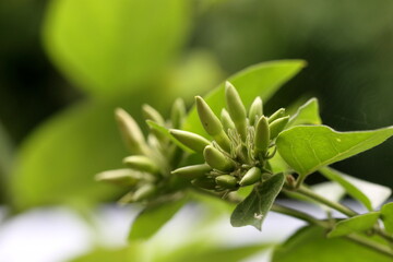 Beautiful white flowers on the tree. White flower macro photo