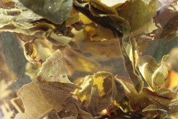 Pouring green tea in cup. Glass tea pot. Hot healthy drink. Healthy Green Tea leaf floating inside the glass of hot water on a close up view