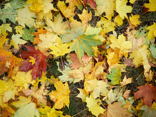 Yellow maple leaves lie on the ground like a continuous carpet