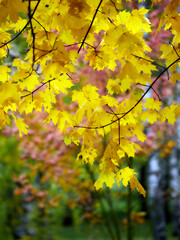 Fototapeta premium Autumn landscape. Composition of yellow and green leaves..Bright fall foliage as background or texture