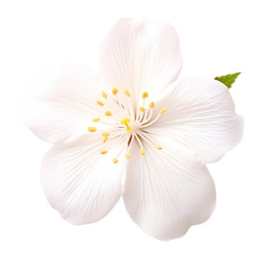 A very beautiful white flower defocused