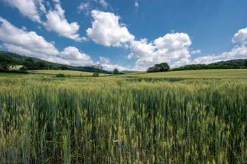 Sweeping view over a summer wheat field with a few cumulus clouds in the deep blue sky.