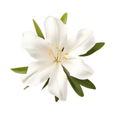 White oleander flower, photo-realistic, on transparency background PNG