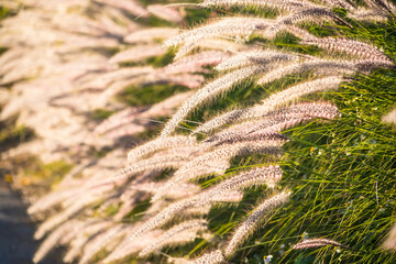Grass that reflects the sun light in the evening in the backyard. Concept for nature.
