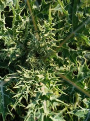 Raw close-up photograph of a Beautiful green thorny plant with morning dew and sunlight.