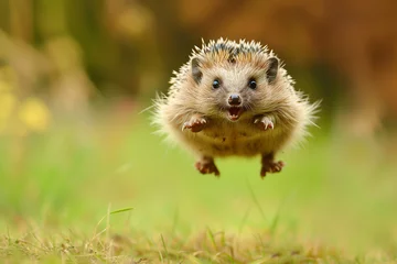 Fotobehang a hedgehog jumps on the ground. freedom the hedgehog runs through the autumn forest dynamic scene leaves fly. A hedgehog hunting for food in an old log. Hedgehog flying at the air © Nataliia_Trushchenko