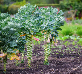Brussels sprouts grow in the field, ready for harvest.