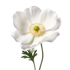 White color anemone flower isolated on transparency background PNG
