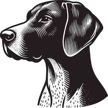 German Shorthaired Pointer. Kurzhaar. Hunting dog. Vintage retro engraving illustration. Black icon, logo, label. isolated element.