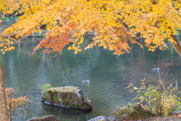 成田山公園の紅葉とカモ