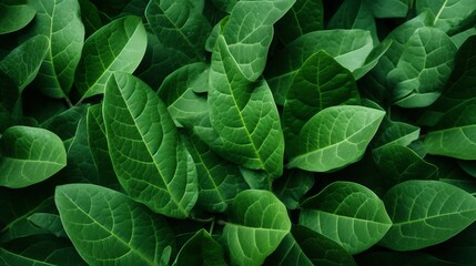 Close up of trendy green leaf texture  abstract macro apricot leaves creative background