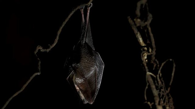 Close up small lesser horseshoe bat covered by wings, hanging upside down on top of by roots growth arched cellar waking up shaking after hibernation.