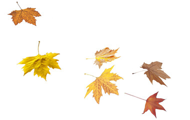 leaves leaf falling fall isolated autumn background