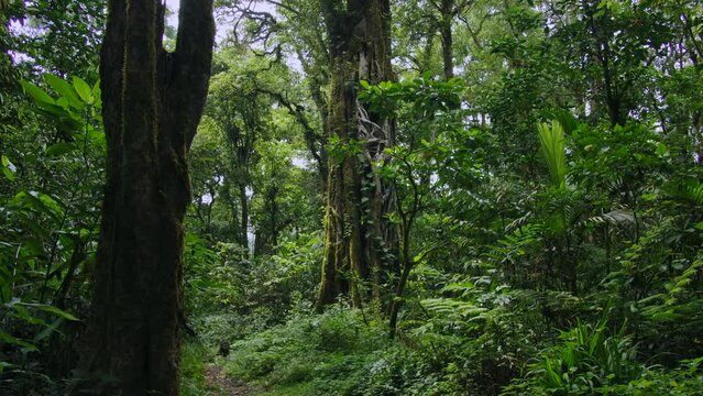  Tropical forest interior. Background of a rainforest. Drone view of Bali.