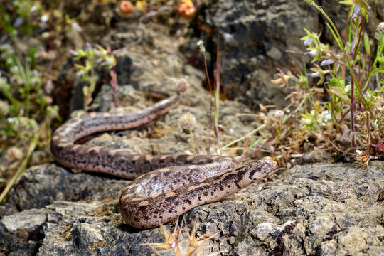 Westliche Sandboa // Javelin sand boa (Eryx jaculus turcicus) - Dalyan, T&uuml;rkei