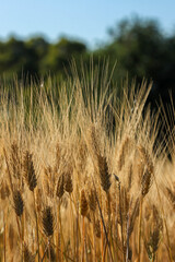 Close up of wheat in a field, scientific name Triticum turgidum in rural Italy.
