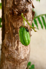 averrhoa bilimbi sour tasting fruit used as a complement to spices
