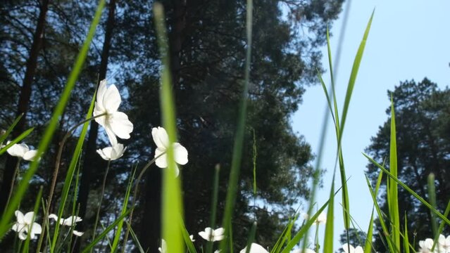 White flowers of anemone in the forest, sunset light, looking up	