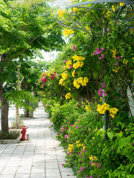 Sidewalk surrounded by flowers and trees