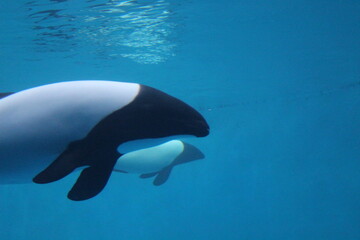 イロワケイルカ