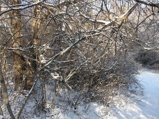 A unique natural picture in the depths of a winter forest covered with a warm soft carpet of sparkling white snow.