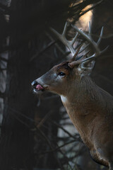 Cerf pris sur le vif