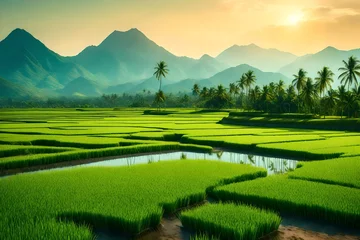 Deurstickers Beautiful landscape growing Paddy rice field with mountain  © sundas