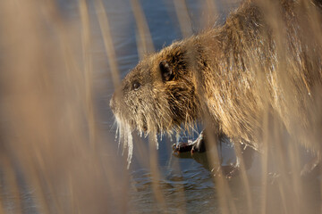 Nutria auf dem Eis zwischen schilf