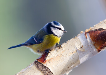 Blaumeise im Sonnenlicht auf einem ast