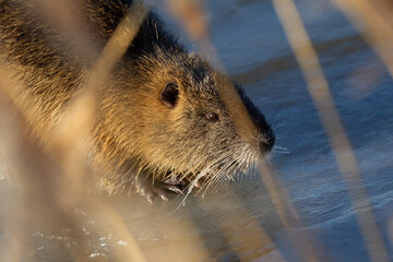 Nutria auf dem Eis 