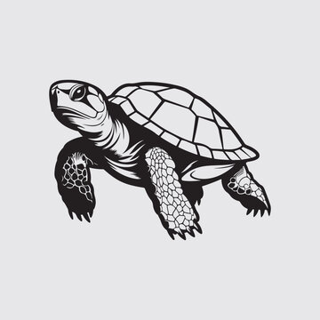 Turtle Vector Images