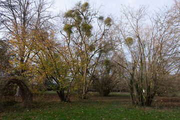 Obraz premium Trees in nature during winter. Various species.