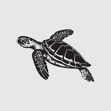 Turtle Vector Images, Illustration Of a Turtle