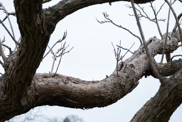 Trees in nature during winter. Various species.