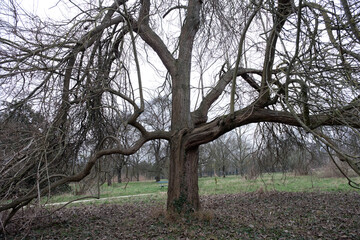 Trees in nature during winter. Various species.