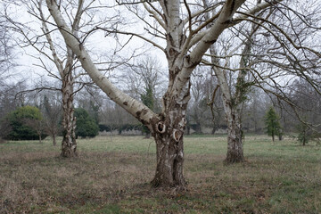 Trees in nature during winter. Various species.