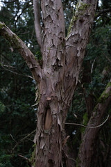 Obraz premium Trees in nature during winter. Various species.