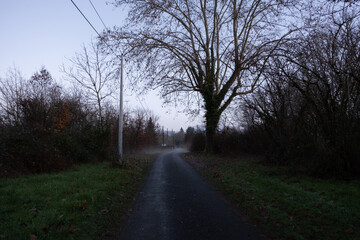 Trees in nature during winter. Various species.