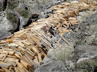Timer Mafia A huge Forest cutting image