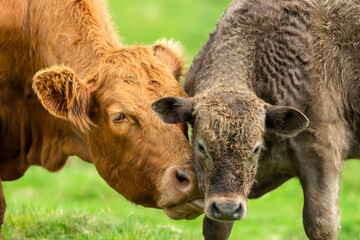 A limousin cow tenderly nuzzles up and licks her young brown calf in a summer meadow. Concept: a mother's love for her calf.  Close up.  Horizontal.  Space for copy. - obrazy, fototapety, plakaty