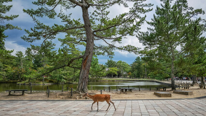 Deer walking at Nara Park in the city of Nara, Japan.