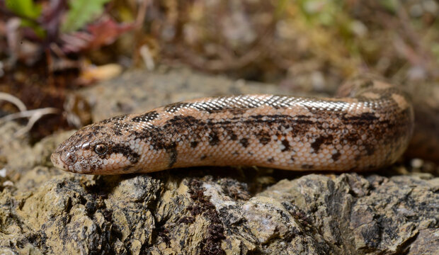 Westliche Sandboa // Javelin sand boa (Eryx jaculus turcicus) - Dalyan, T&uuml;rkei