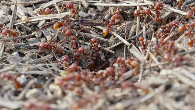 Polyergus rufescens is a highly specialized “obligate slave hunter,” meaning it can no longer survive without “slave ants.” Amazon ants regularly raid the nests of certain species of the genus Formica